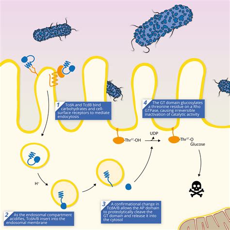 Understanding the Mechanisms of